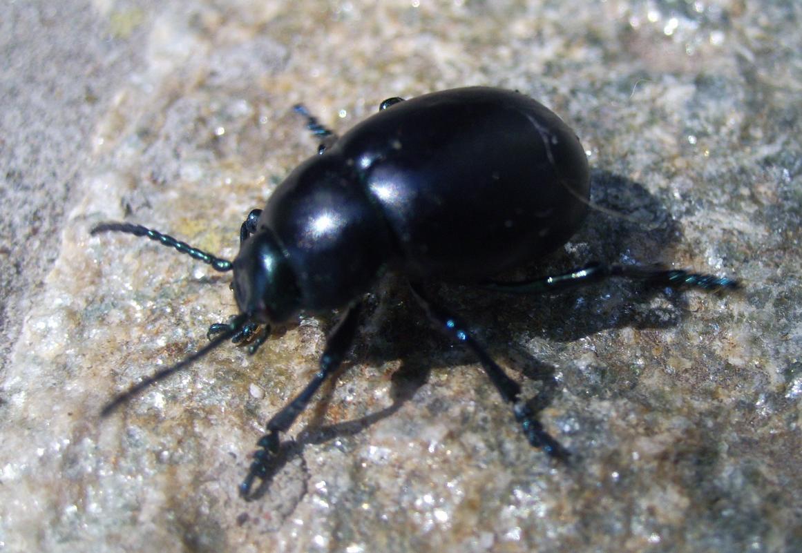 Coleotteri...in cerca d''autore